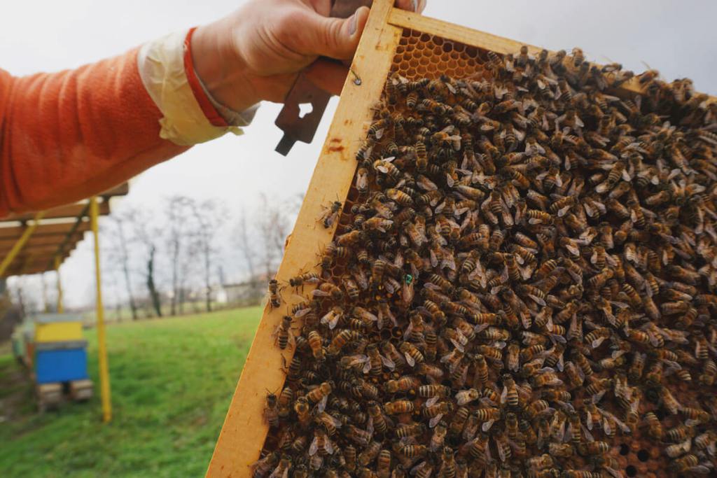 Criando abelhas - Itália